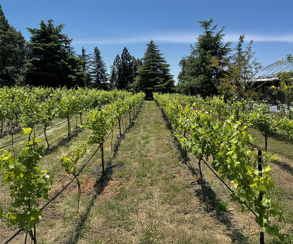 Vineyards
