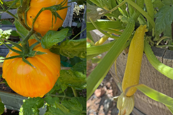 Culinary Garden