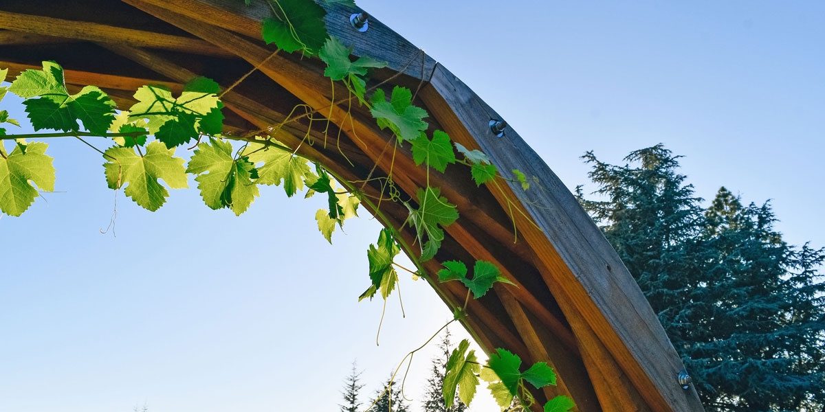 Sustainable winemaking practices