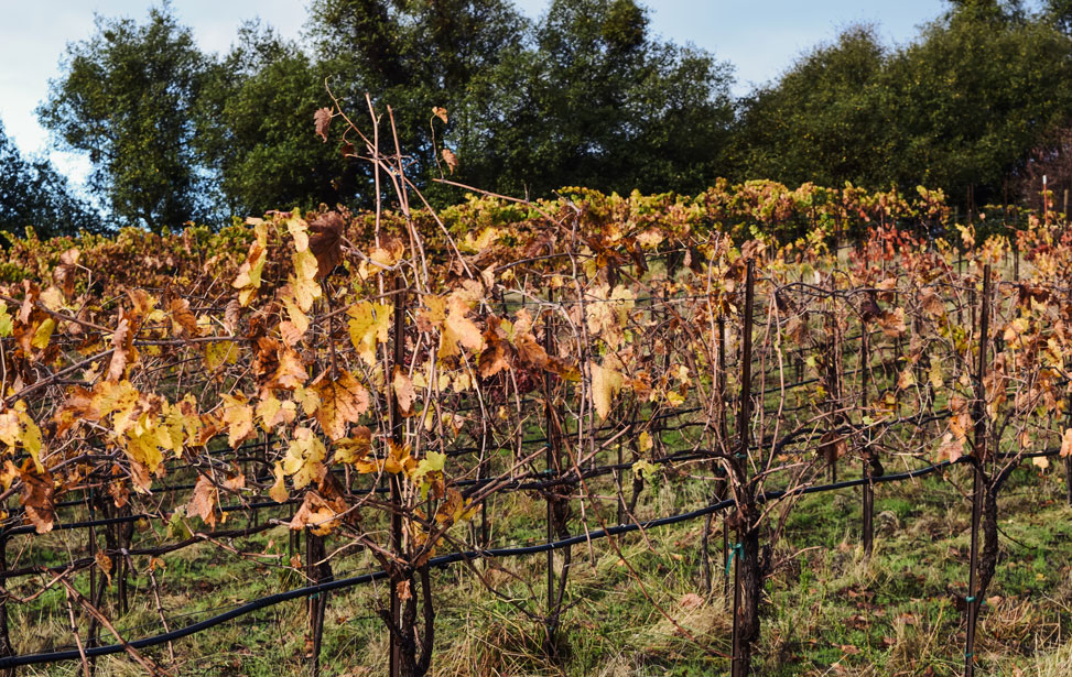 Photo of grapevines in fall